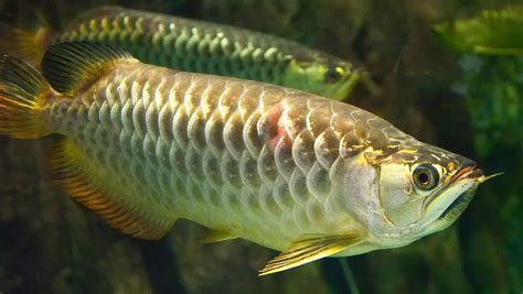 銀龍魚|銀龍魚飼養指南與物種介紹：從水族缸佈置到健康管理。